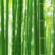 Bamboo forest culms closeup abstract background... (thumbnail)