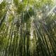 Arashiyama bamboo forest... (thumbnail)