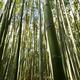 Arashiyama bamboo forest stems... (thumbnail)