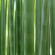 Bamboo forest abstract closeup of stems... (thumbnail)