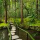 Stepping stones at Japanese Zen garden... (thumbnail)