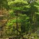 Japanese Zen garden with a pond... (thumbnail)