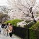 People on streets of Kyoto during cherry blossom... (thumbnail)