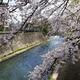 Cherry blossom over river canal in Kyoto... (thumbnail)