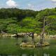 Pine trees at Japanese garden in Kyoto... (thumbnail)