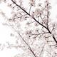 Blossoms on cherry tree branches closeup background... (thumbnail)
