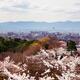 Kyoto tower and city skyline during cherry blossom... (thumbnail)