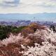 Kyoto tower and cherry blossom... (thumbnail)