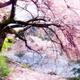 Blossoming cherry tree touching water... (thumbnail)