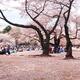 People resting in Gyoen National Garden during cherry blossom... (thumbnail)