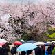 People with umbrellas in park in Tokyo during cherry blossom... (thumbnail)