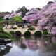 Cherry blossom at Shinjuku Gyoen Garden in Tokyo... (thumbnail)