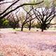 Gyoen National Garden cherry blossom Tokyo... (thumbnail)