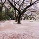 People at Gyoen National Garden during cherry blossom Tokyo... (thumbnail)