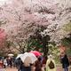 Rainy day at Tokyo Gyoen National Garden during cherry blossom... (thumbnail)