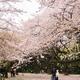 Blossoming cherry trees at Gyoen National Garden in Tokyo... (thumbnail)