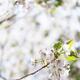 White cherry blossom flowers... (thumbnail)
