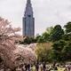 People enjoying cherry blossom season at Shinjuku Gyoen National Garde... (thumbnail)