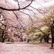 Beautiful cherry blossoms at Shinjuku Gyoen Garden springtime scenery... (thumbnail)
