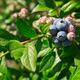 Blueberry bush closeup... (thumbnail)