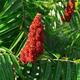 Staghorn Sumac bob... (thumbnail)