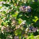 Blueberry bush... (thumbnail)