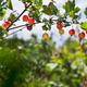 Closeup of gooseberries on a bush... (thumbnail)