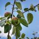 Apples on a tree branch... (thumbnail)