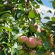 Closeup of apples on apple tree... (thumbnail)
