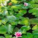Water lilies... (thumbnail)