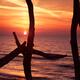 Colorful red sunset behind driftwood sculpture... (thumbnail)