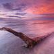 Driftwood in colorful sunset scenery at lake Huron Ontario... (thumbnail)