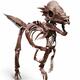 Dracorex Pachycephalosaurus dinosaur skeleton... (thumbnail)