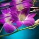 Purple Phalaenopsis Flowers... (thumbnail)