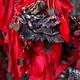 Love locks and red ribbons on bridge at Tianmen mountain China... (thumbnail)