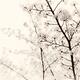 Cherry tree blossom artistic closeup sepia toned... (thumbnail)