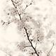 Cherry blossom artistic closeup sepia toned... (thumbnail)