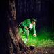 Leprechaun with a pot of gold in a forest... (thumbnail)