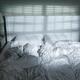 Unmade empty bed with light coming through window blinds... (thumbnail)