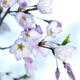 Sakura Japanese cherry blossom... (thumbnail)