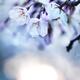 Cherry tree blossoms in morning sunlight... (thumbnail)