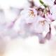 Beautiful pink cherry blossom... (thumbnail)