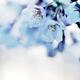 Beautiful cherry blossom flowers... (thumbnail)