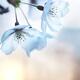 Artistic closeup of cherry blossom... (thumbnail)
