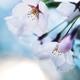 Beautiful cherry blossom flowers on blue sky background... (thumbnail)