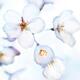 Flowers of Japanese cherry blossom in bright sunlight... (thumbnail)