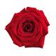 Big red rose flower isolated... (thumbnail)