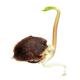 Germinated seed of Moringa Oleifera plant... (thumbnail)