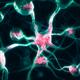 Nervous system Brain cells Neurons