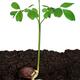 Moringa Oleifera plant growing from a seed... (thumbnail)